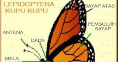 Inilah Anatomi atau Bagian Tubuh Kupu kupu  