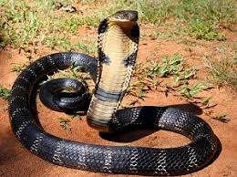 Ular King Cobra, Ular Berbisa dan Berbahaya di Dunia