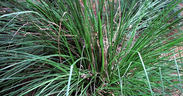 La racine de l'herbe vétiver dans le sol image libre de droit par