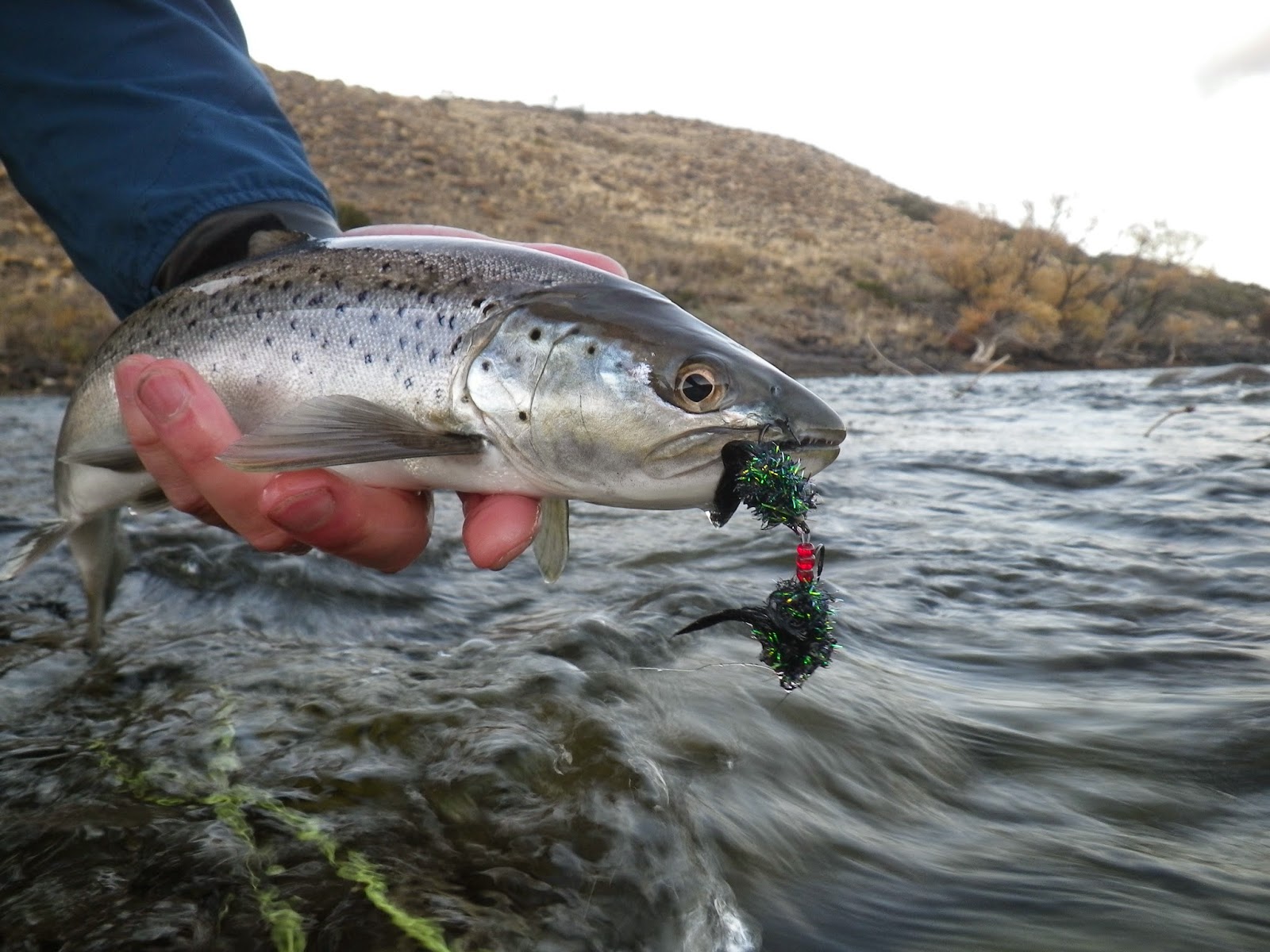 First Cast Fly Fishing Fish Photography ABC's of CatchPhotoRelease