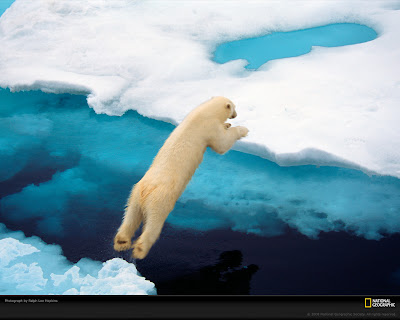 http://3.bp.blogspot.com/-pALh1ceWeMQ/Tbx9S5tjGXI/AAAAAAAAAiA/EEUPt3Ru_FM/s1600/blue-polar-bear-wallpaper.jpg