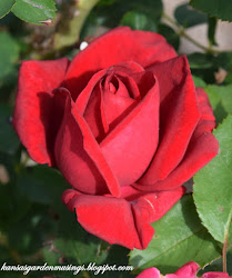 kashmir garden elegance easy roses musings series bailey grown