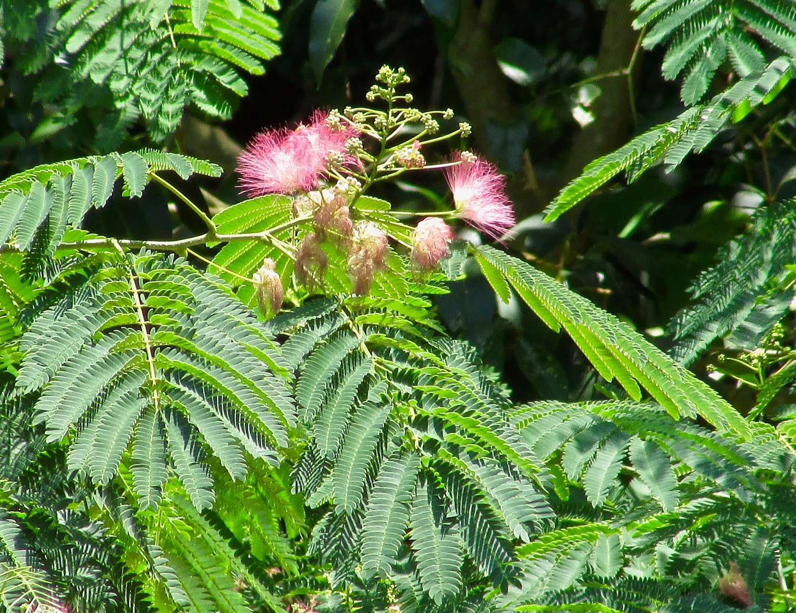Beware the Mimosa Tree Community Blogs