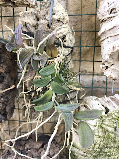 , Dendrobium Lichenastrum, diarid'orchidee