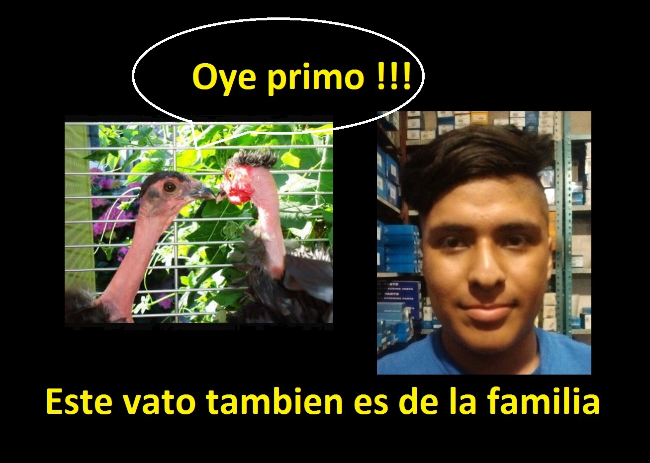 HAKUMXY: Gallina copetona
