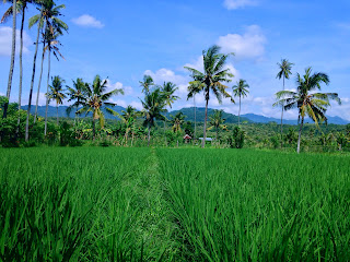 The Path View Of The Paddy Fields