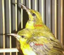 Membedakan Sogok Ontong Sogon Jantan Dan Betina Bakalan