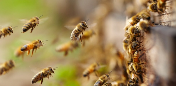 Ataque de abelhas deixa 54 pessoas feridas durante missa em Minas Gerais
