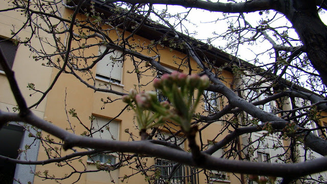 Peral de flor (Pyrus calleryana Decne.).