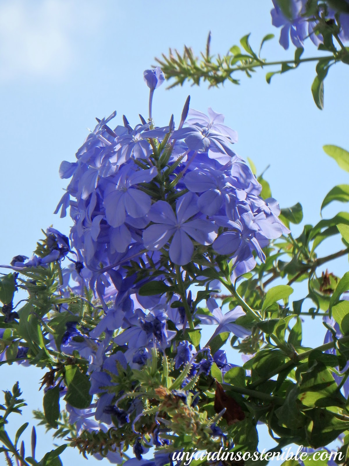 Plumbago auriculata (Celestina, Jazmín azul, Plumbago, Azulina etc.)