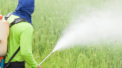 Pesticides essay image