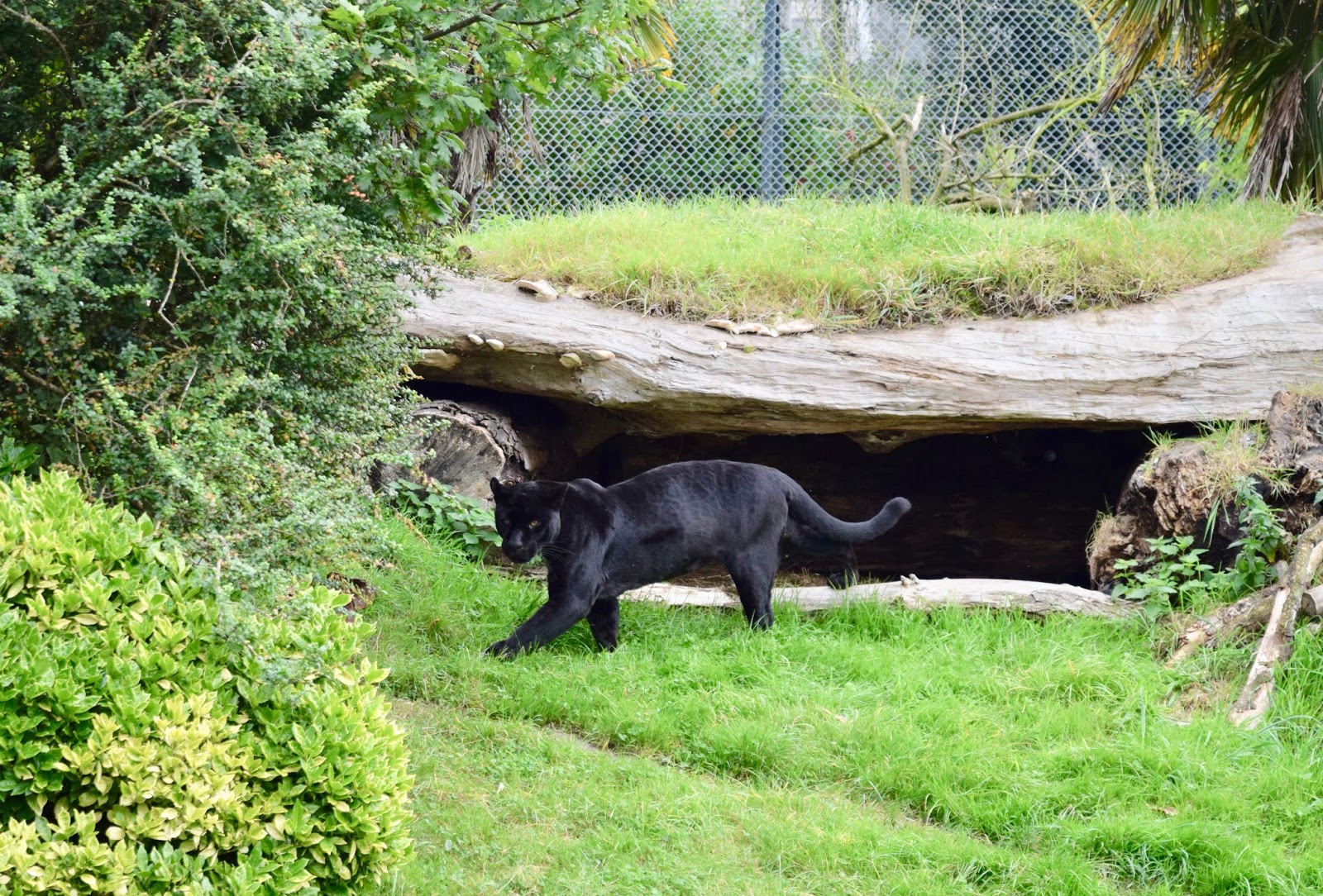 Chester Zoo Trip ~ a rosie life