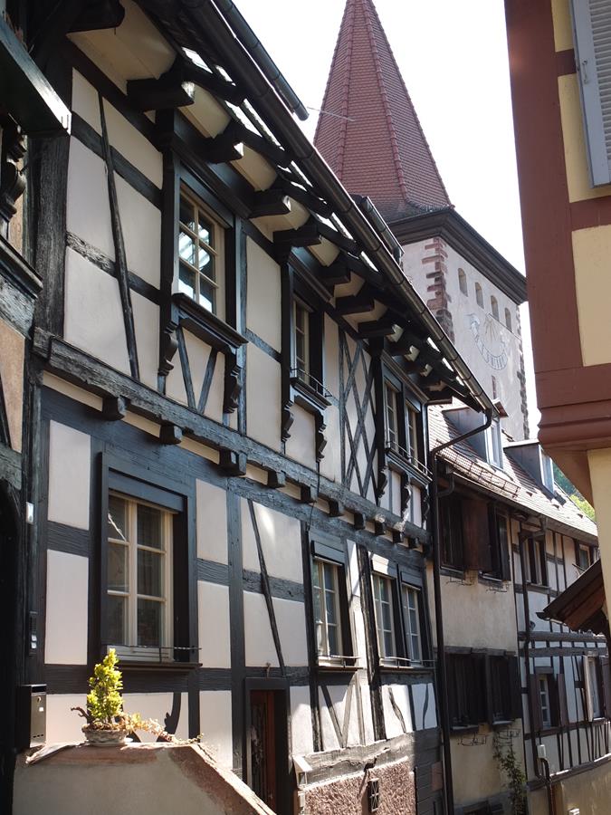 Ein Beagle Auf Wanderschaft Die Grossvatertanne Bei Freudenstadt