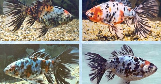 Gambar Ikan Komet yang Cantik dan Lucu dari Jenis Terbaik