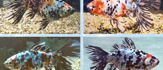 Gambar Ikan Komet yang Cantik dan Lucu dari Jenis Terbaik