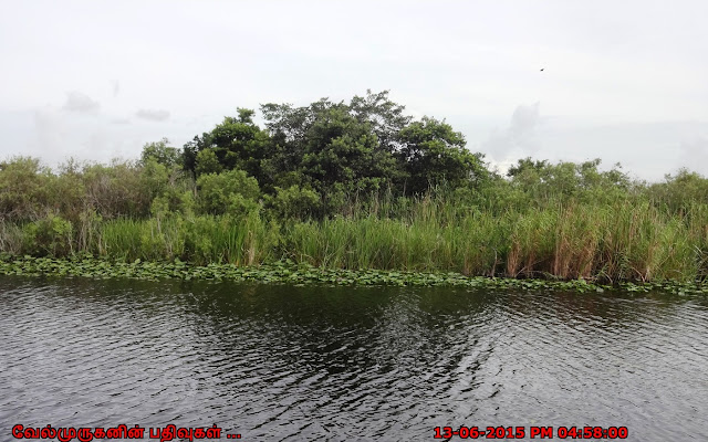 Everglades Wetland in Florida
