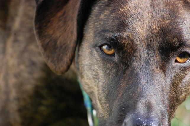 crónicas de mundos ocultos: Otro mito desbancado: los perros no ven en
