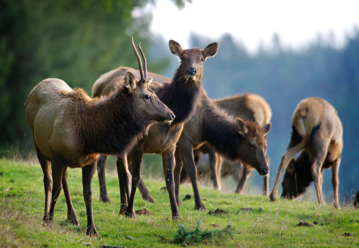 central oregon elk vs deer central oregon elk vs deer