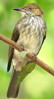 Featured image of post Suara Burung Siri Siri Jantan Dan Betina Taukah anda sebagian besar pecinta lovebird merasa kesulitan membedakan burung lovebird jantan dan betina