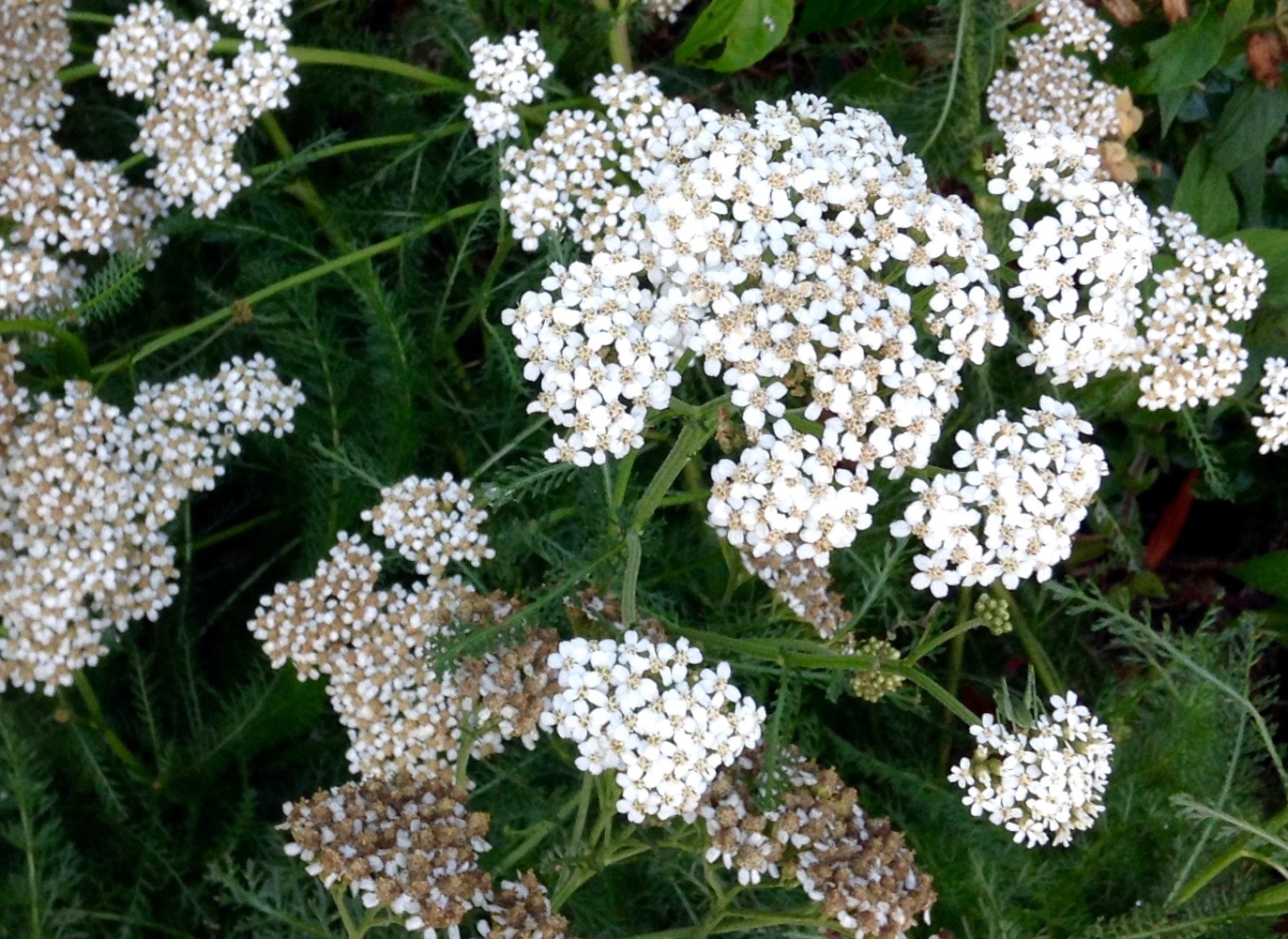 Yarrow: Weed or Medicine For The Soil and Our Bodies? - Our ...