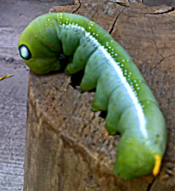 side view of large fat green caterpillar