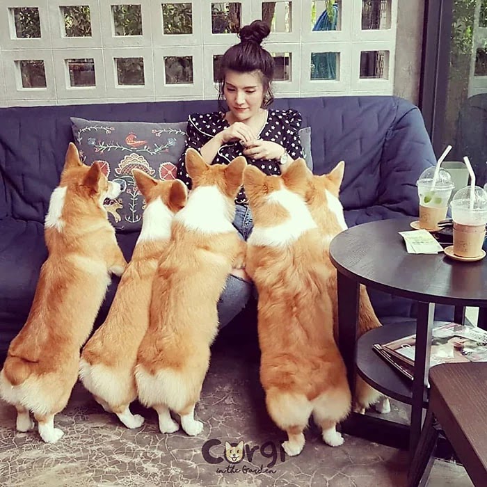 Woman Opened A Cafe With Corgi Puppies, And It’s Just Adorable