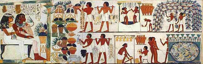Na obrázku vidíte bohatou hostinu, kam služebníci přinášejí ptactvo k podlaze a stolům před majitele domu, jež se prohýbají pod tíhou ovoce a lahůdek. Zbylí služebníci trhají vinnou révu a skladují amfory s lahodným vínem/publikováno z http://www.all-about-egypt.com/ancient-egypt-food-drink.html