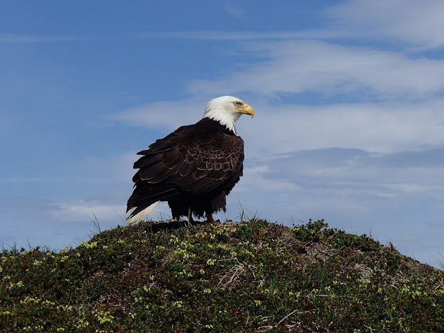 Bald Eagle on top of Gold Ridge in Juneau, Alaska