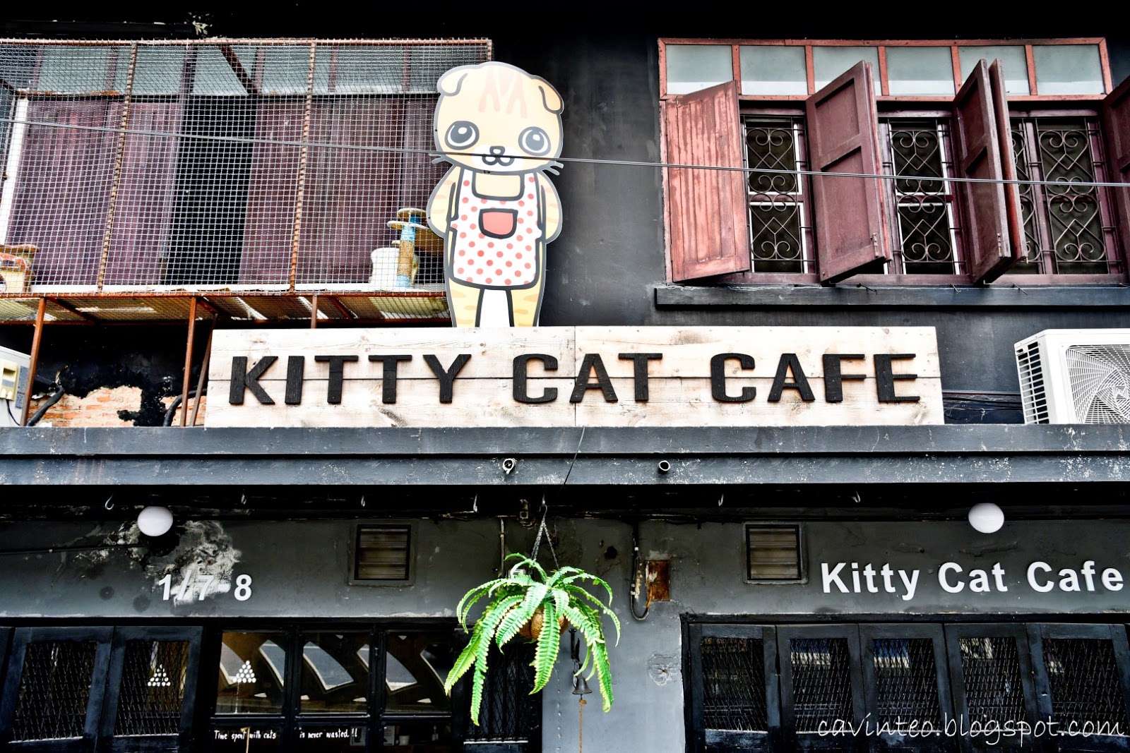 Entree Kibbles: Kitty Cat Cafe - Near Democracy Monument @ Bangkok