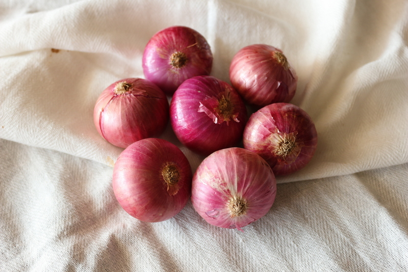 Onion Porn - The onion porn star