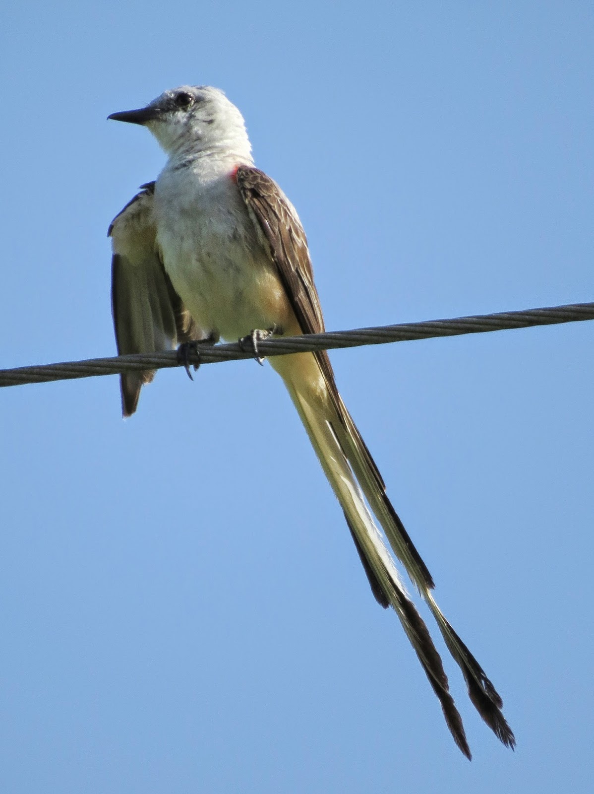 SE Texas Birding & Wildlife Watching Scissortailed Flycatchers