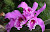 Logo Orquideas del Peru