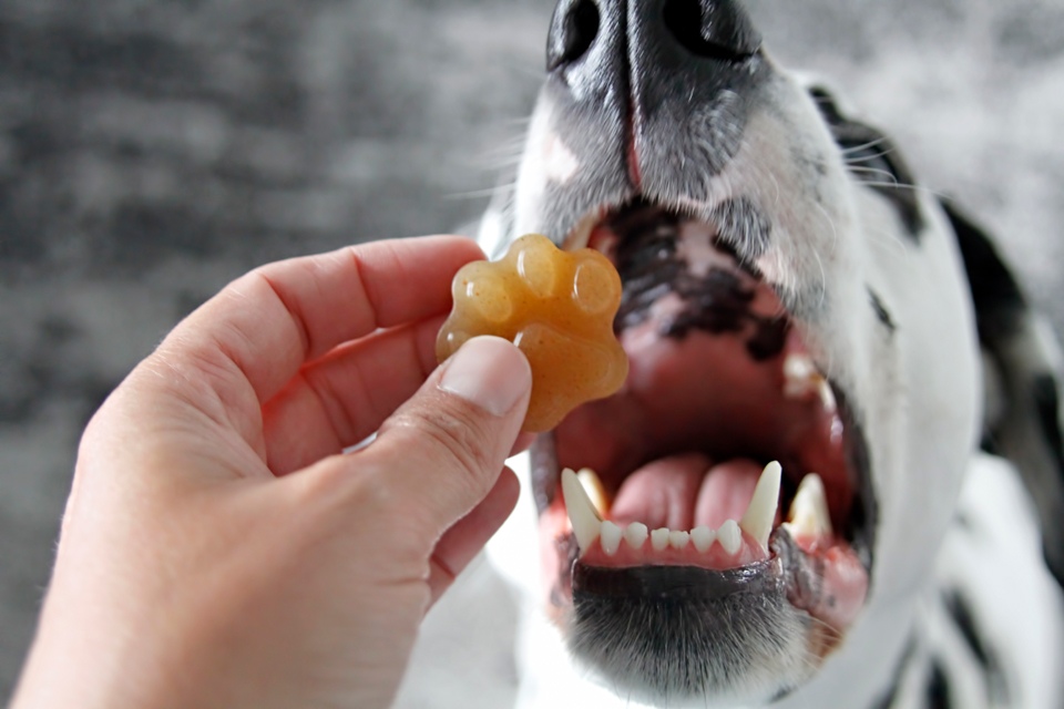 Dalmatian DIY {RECIPE} Spiced Apple Gummy Dog Treats