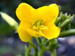 Onagra farmacia aceite
