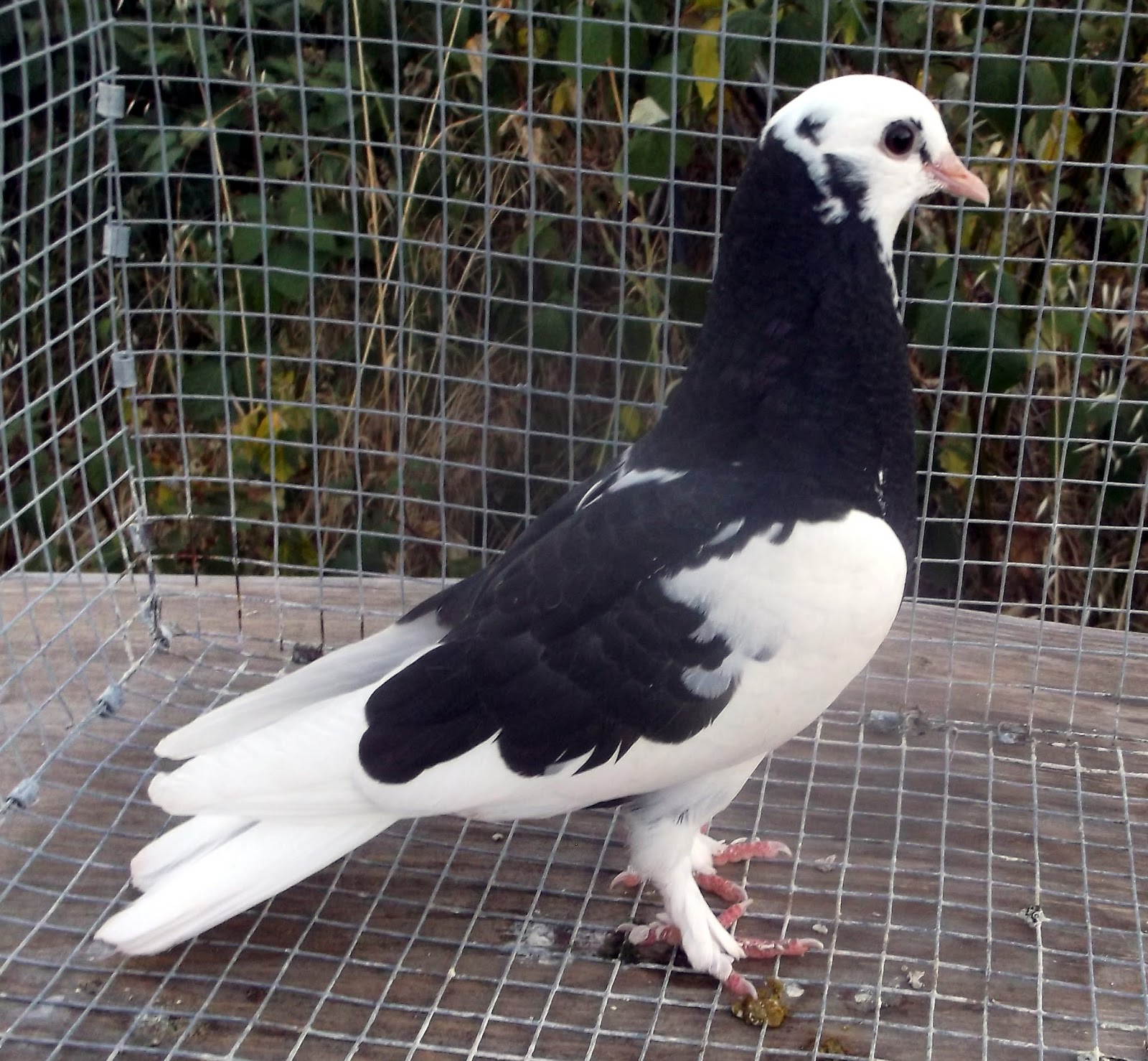 Birmingham Rollers and North American Roller Pigeons Grouse Legged and