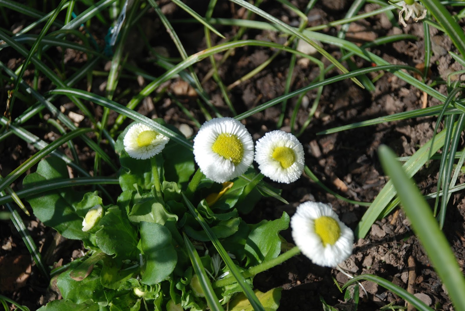 Bickenbach Blumen Februar 2009