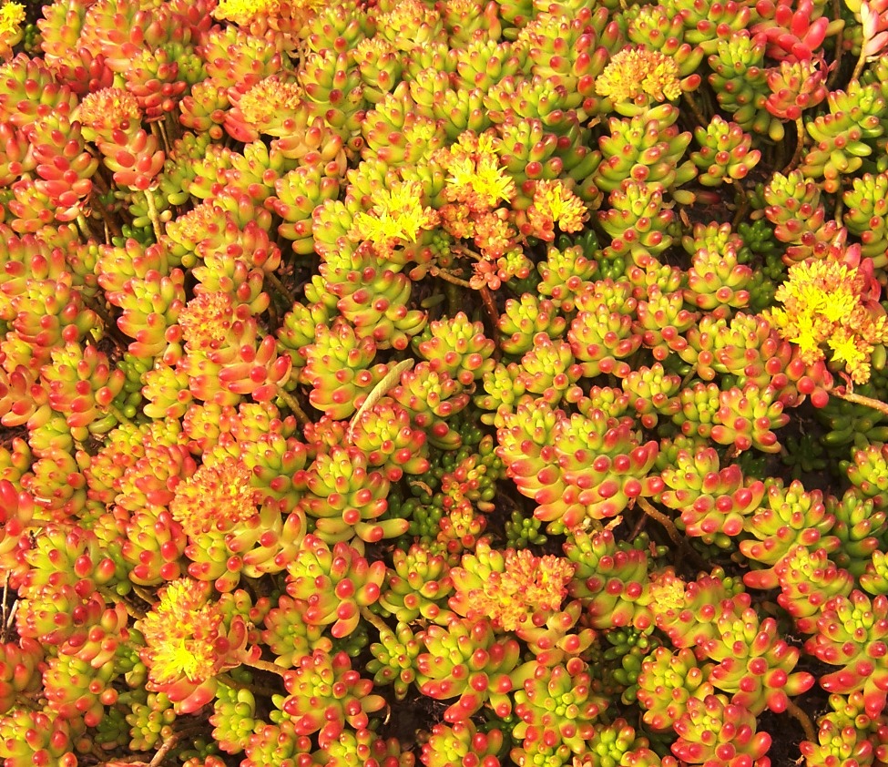 The 2 Minute Gardener Photo Pork n Beans Sedum (Sedum rubrotinctum)