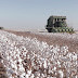 Economia| MT lidera ranking com 67% de toda a produção de algodão no Brasil