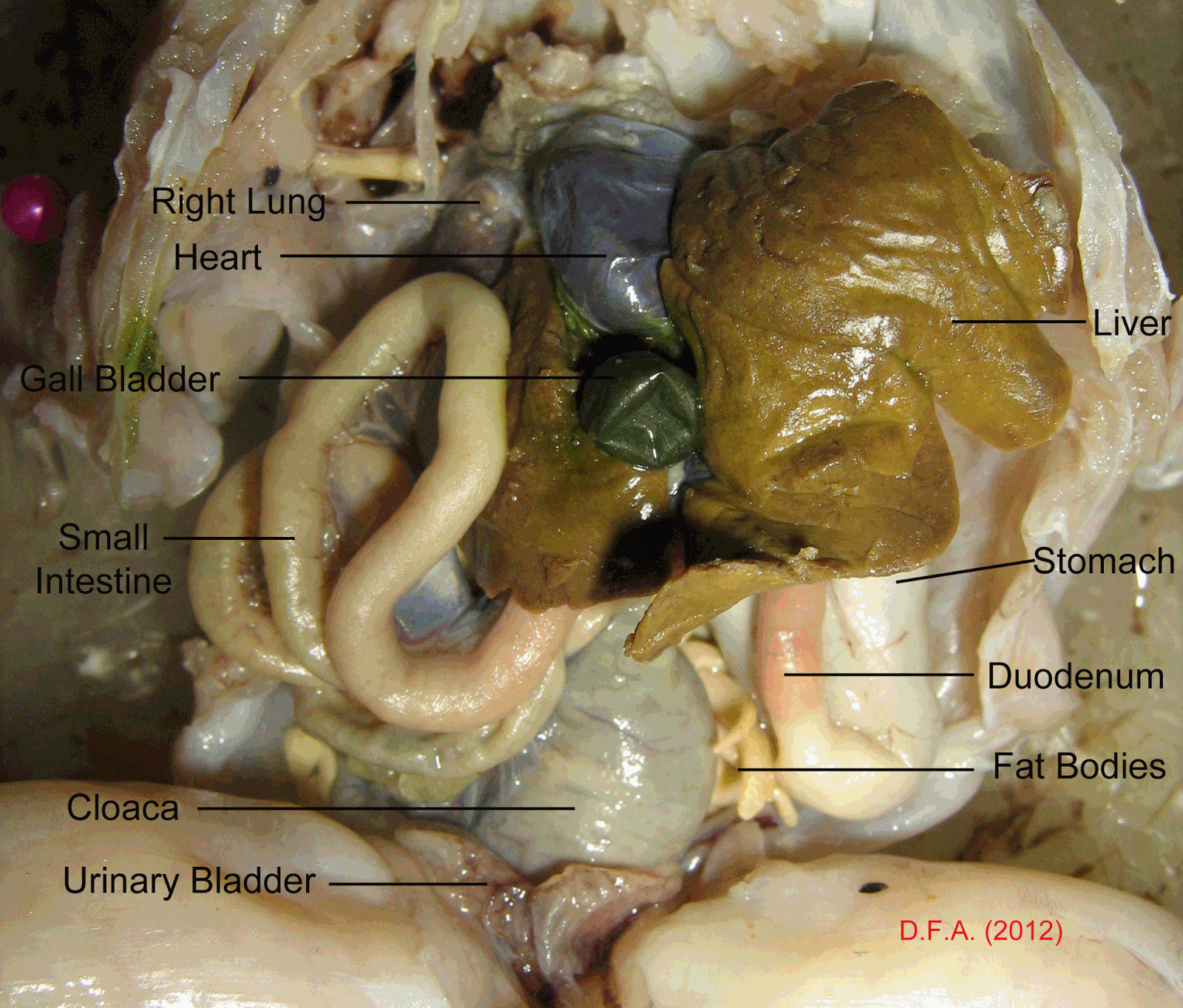 frog dissection labeled diagram frog dissection labeled diagram