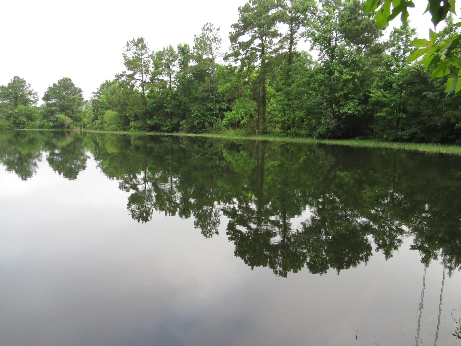 Where To Fish In Houston?? 146 Eisenhower Park Pond