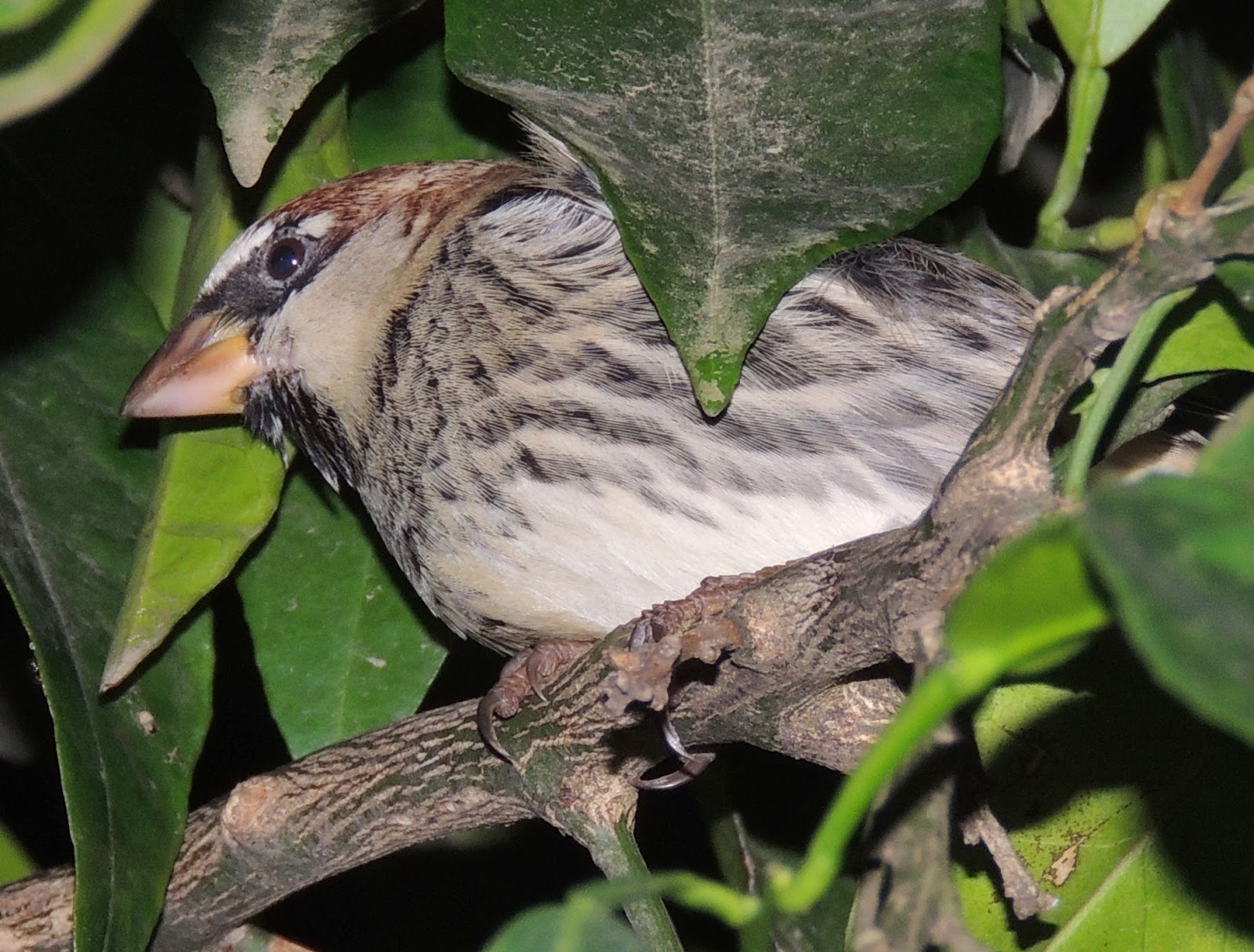 PASSER HISPANIOLENSIS