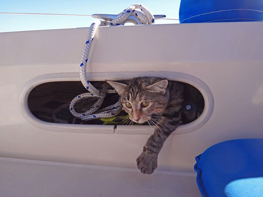 The cat “loves sitting on the deck and watching the fish over the side of the boat when we are at anchor” - Couple Quits Jobs And Sells Everything To Travel The World With Their Cat