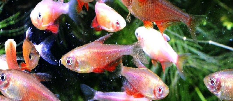 Budidaya Ikan Hias Tetra Merah Flame Tetra Red Tetra Fire Tetra