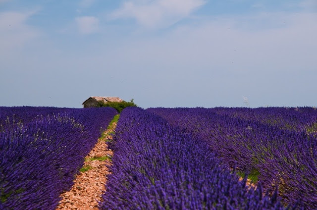 Spunkynelda: Sweet Foodlove | Lavendel Cookies Spunkynelda: Sweet Foodlove | Lavendel Cookies