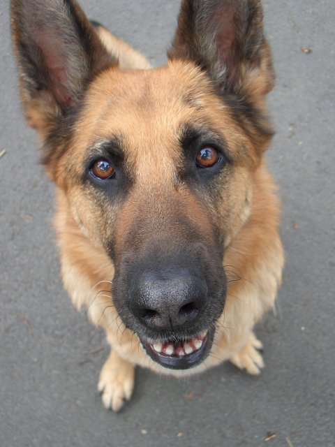 Big German Shepherds: German Shepherd Service Dog