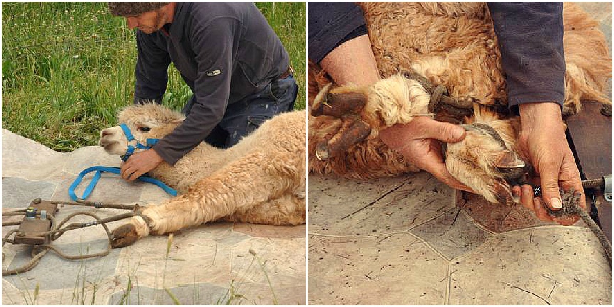 SURPRISED Alpaca Shearing Technique 🦙 - Alpaca Wool Processing in