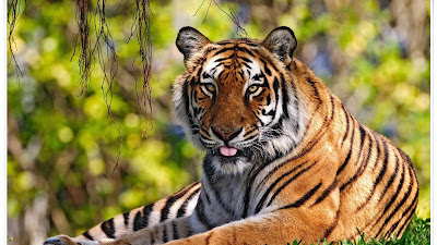 Lirik Lagu Harimau Malaya yang Menginspirasi Generasi Muda