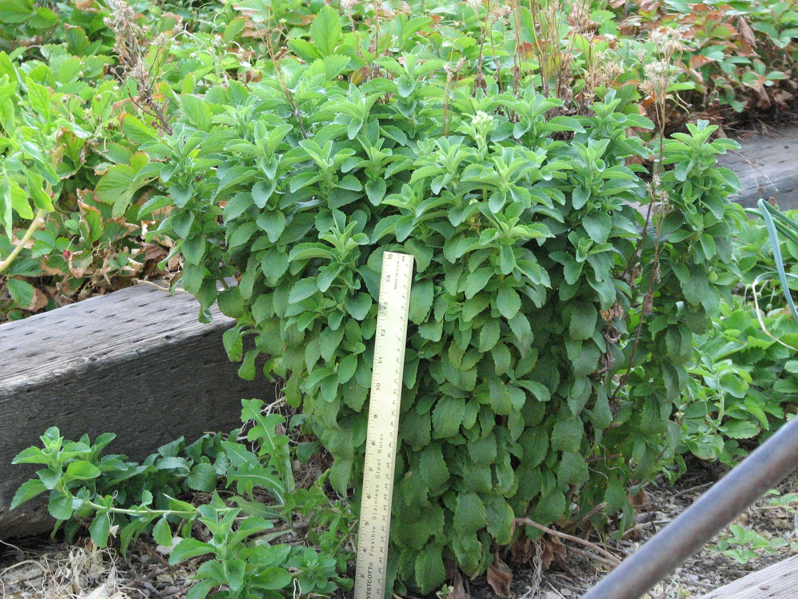 Edible Herbs, Flowers & Other Edibles Grow Your Own Dinner! Stevia