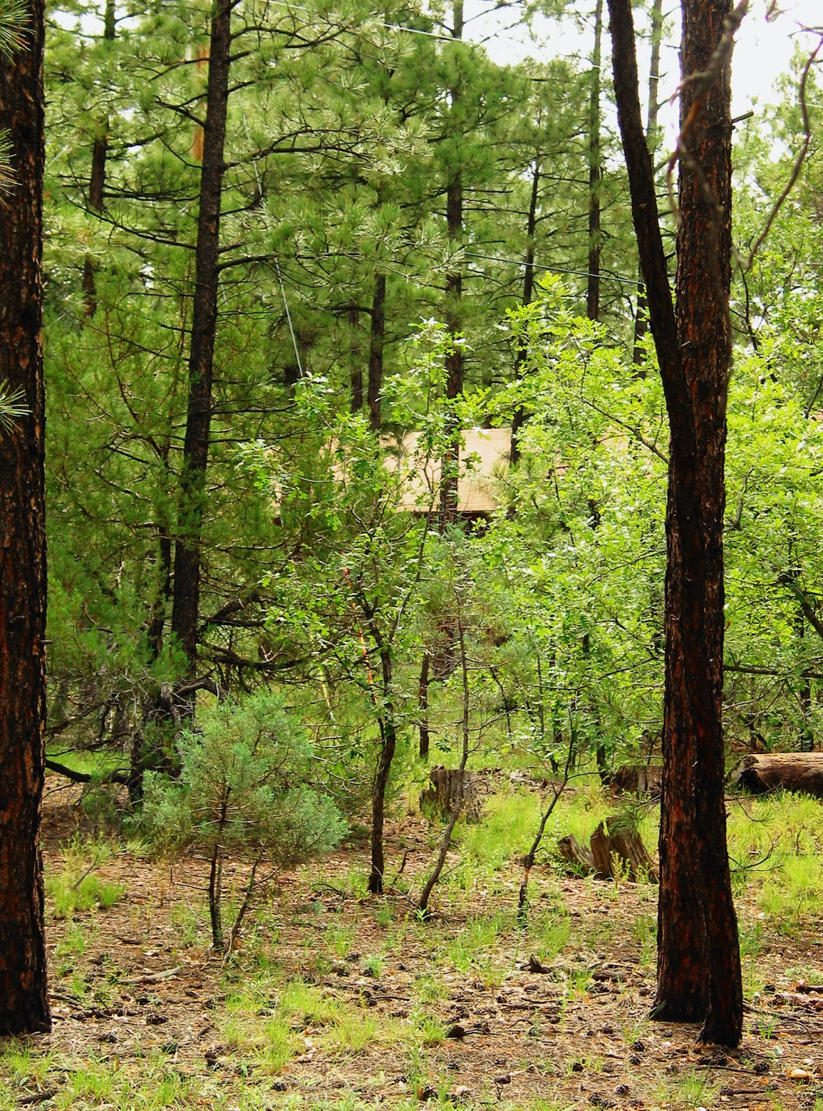 980 W. Manzanita Trail, AZ White Mountains Land For Sale Price