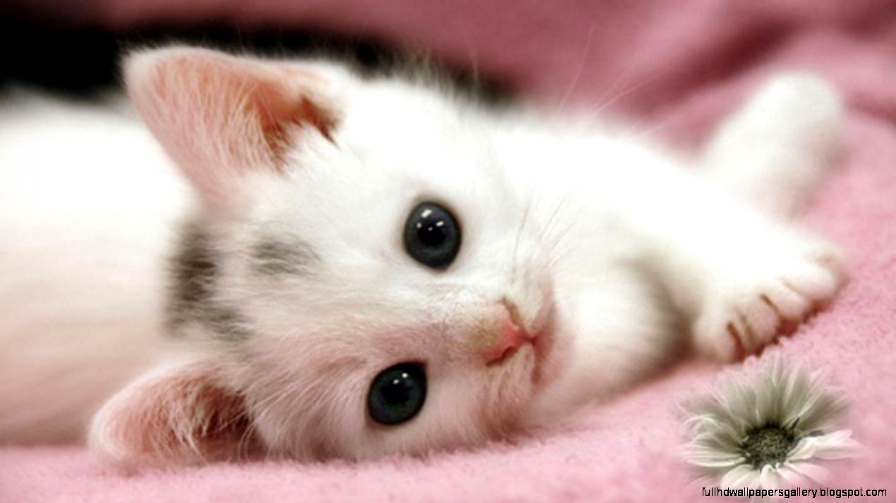 Cute White Cat Wallpaper